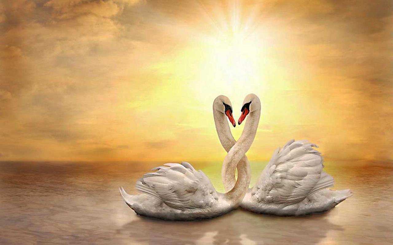 Верность 3 класс. Пара лебедей. Лебеди сердце. Любовь и лебеди. Красивые лебеди.