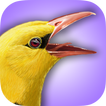 iBird UK Lite Free Bird Guide
