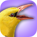 iBird UK Lite Free Bird Guide APK