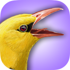 iBird UK Lite アイコン