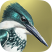 ”iBird Lite Free Guide to Birds