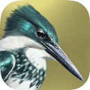 iBird Lite Free Guide to Birds-APK