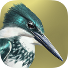 Icona iBird Lite