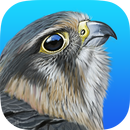 iBird United Kingdom Pro-APK