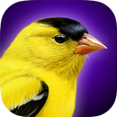 iBird Yard Plus Guide to Birds-APK