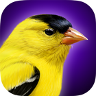 iBird Yard Plus Guide to Birds آئیکن