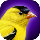 iBird Yard Plus Guide to Birds