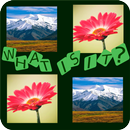 What is it?... Guess!! APK