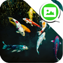 Koi Wallpaper Messenger Themes APK