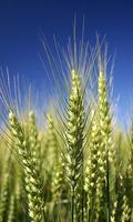 پوستر Wheat Wallpaper