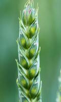 Wheat Wallpaper capture d'écran 1