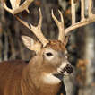 whitetail deer wallpaper free