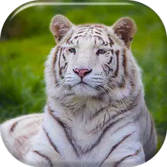 Tigre Blanco Fondo Animado