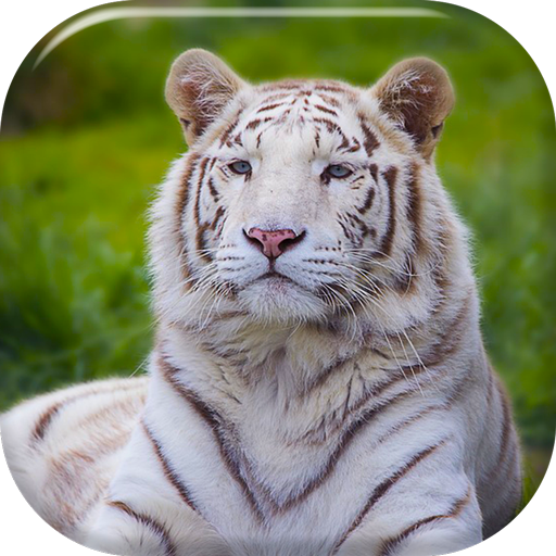 Weiße Tiger Live Hintergrund