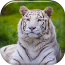 Tigre Blanc Fond d'écran Animé APK