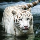 white tigers wallpaper APK