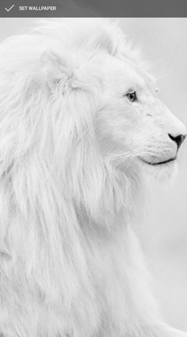 White Wallpaper Background For Android Apk Download White Wallpaper Background For Android Apk Download