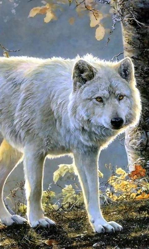 Featured image of post Wolf Wallpaper Serigala Keren Hd Kuat serigala hidup wallpaper hd untuk semua pengagum binatang liar ini