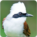 White Crested Laughingthrush Call and Singing APK