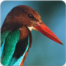 White Throated Kingfisher Call : Kingfisher Sound APK