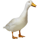 The Duck Soundboard APK