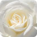 White Rose Live wallpaper APK