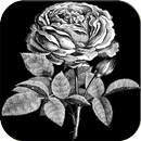 White Rose Wallpapers And Background APK