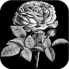White Rose Wallpapers And Background icône