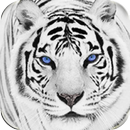 White Tiger Wallpaper HD for Android APK