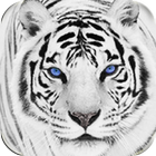 White Tiger Wallpaper HD for Android icône