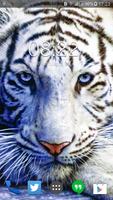 White Tiger Wallpaper HD for Android Affiche