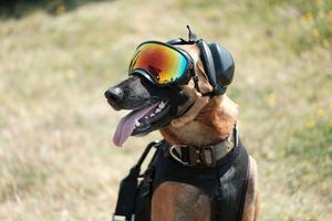 K9 Service Dogs Wallpapers captura de pantalla 1