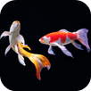 APK New Japanase Koi Fish Lock Screen