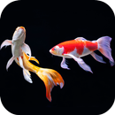 New Japanase Koi Fish Lock Screen APK