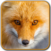 Wild Animal Photos
