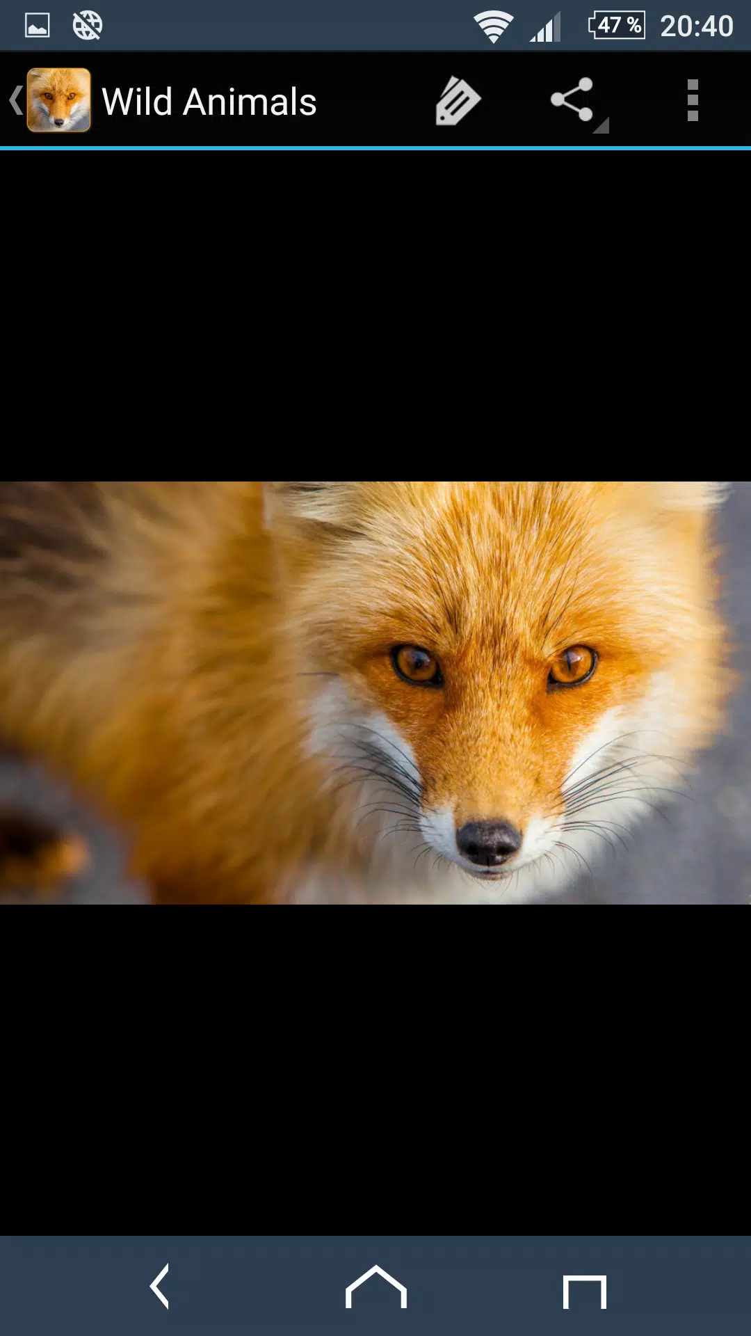 Wild Animal Photos APK for Android Download