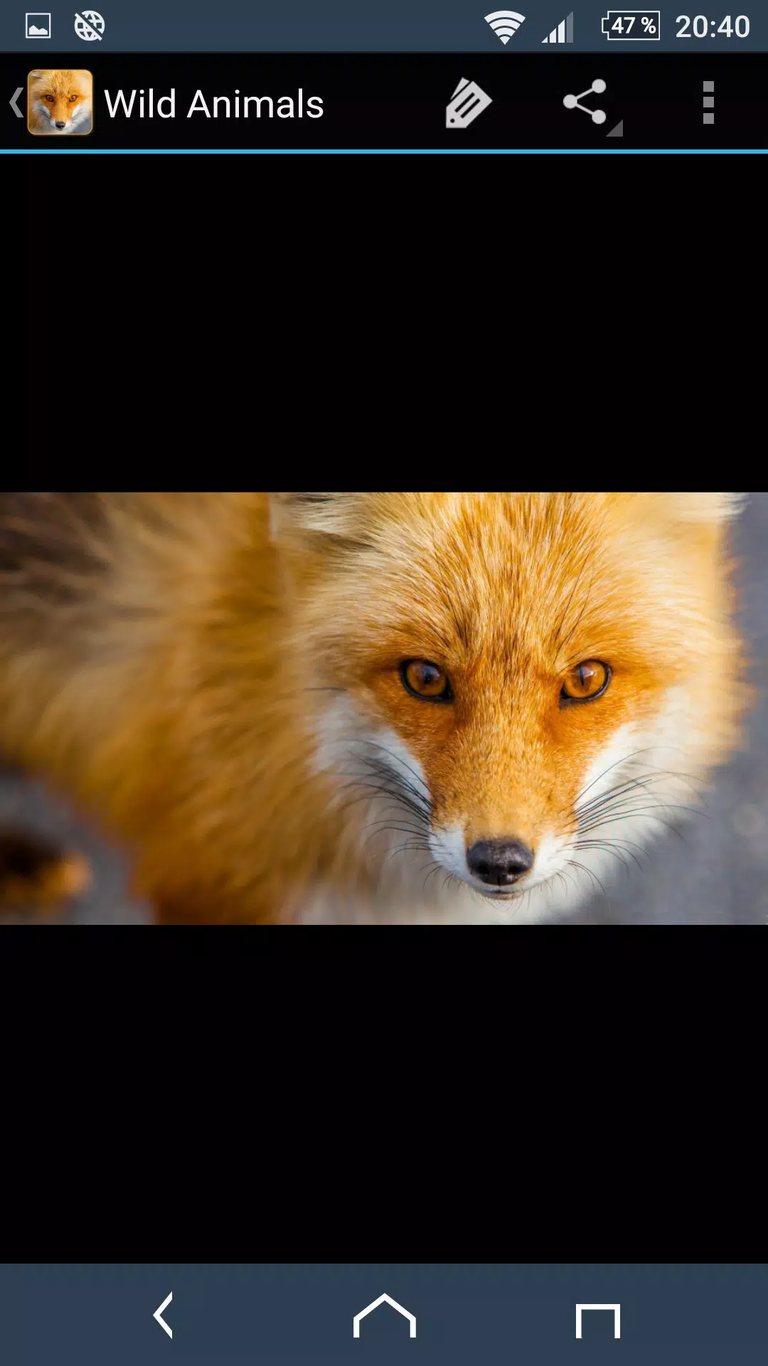 Wild Animal Photos APK for Android Download Wild Animal Photos APK for Android Download