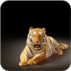 Wild Animals Wallpaper Zeichen