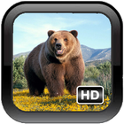 Wild Bear Wallpaper-icoon