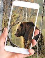 Wild Bear Wallpaper ảnh chụp màn hình 3