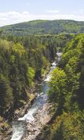 برنامه‌نما Wild Wallpaper عکس از صفحه
