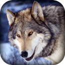 3d Wild Wolf Hunting Jungle Shooter aplikacja