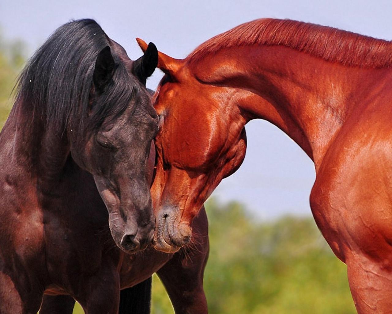 Друзья лошадки. Дикий гнедой Мустанг. Пара лошадей. Лошадь фото. Две лошади.