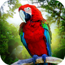 APK Jungle Parrot Simulator - try 