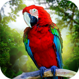 Jungle Parrot Simulator - try  आइकन