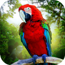 Jungle Parrot Simulator APK