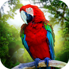Jungle Parrot Simulator icône