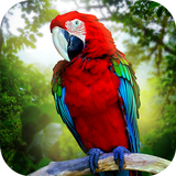 Jungle Parrot Simulator - try  icon