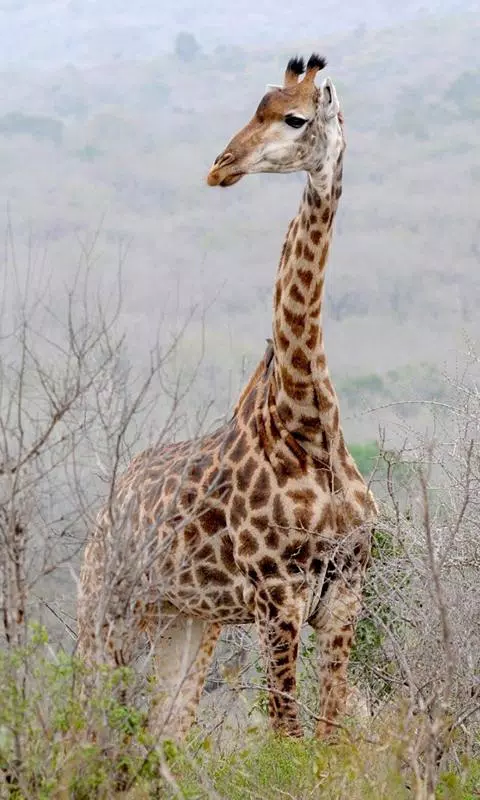 Wild Animals Wallpaper APK for Android Download Wild Animals Wallpaper APK for Android Download