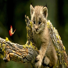 Wild Animal beautifulWallpaper أيقونة